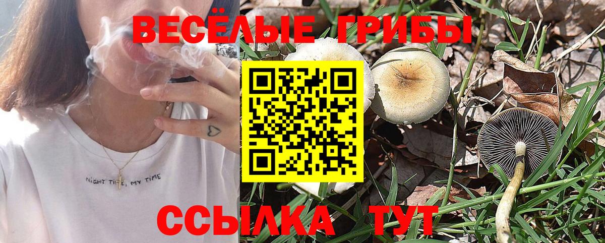 Галлюциногенные грибы Psilocybine cubensis Магнитогорск